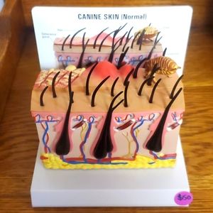 Nasco canine normal skin and flea bite educational model